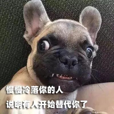 记者爆料快狗事件视频大全,记者揭秘惊人真相